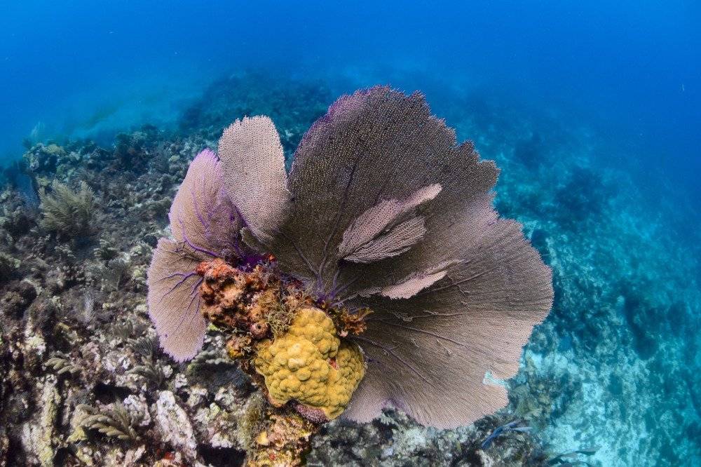 Vibrant coral at the Cancún Underwater Museum, showcasing a colorful underwater ecosystem