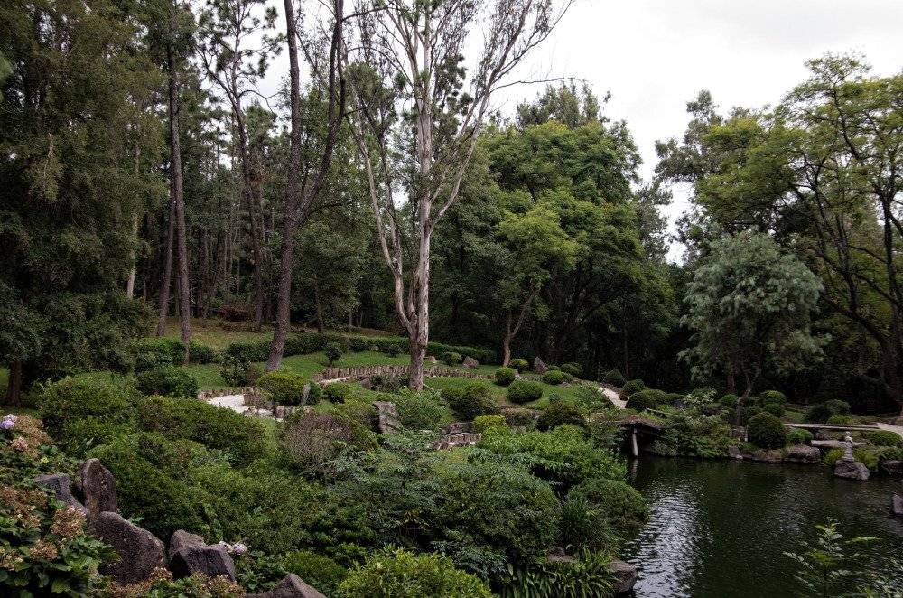 Peaceful scene in Bosque Los Colomos, featuring lush greenery and a serene walking path